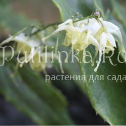 Горянка заостренная sp. светлая (Epimedium accuminatum)