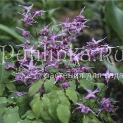 Горянка крупноцветковая  Lilafee (Epimedium grandiflorum Lilafee)