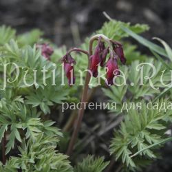 Дицентра великолепная Luxuriant (Dicentra formosa Luxuriant)