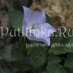 Колокольчик псевдорайнера голубой (Campanula pseudo-raineri)