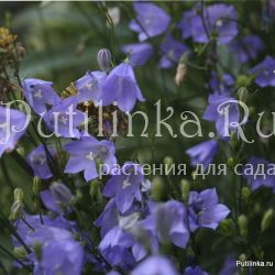 Колокольчик круглолистный (Campanula rotundifolia)