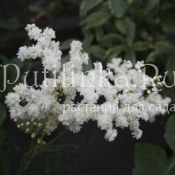 Лабазник обыкновенный Plena (Filipendula vulgaris Plena)