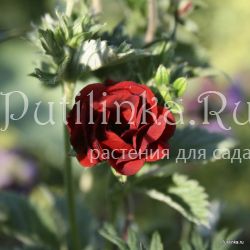 Лапчатка Flamboyant (P. Flamboyant)