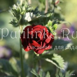 Лапчатка Flamboyant (Potentilla Flamboyant)