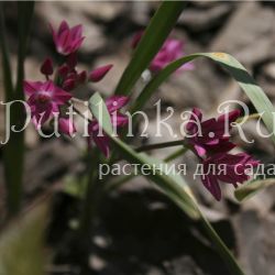 Лук горолюбивый или лук Островского (Allium oreophilum)