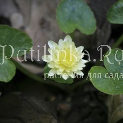 Лютик Wisley Double White (Ranunculus ficaria Wisley Double White)