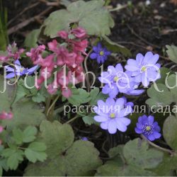 Печеночница Трансильванская (Hepatica transsilvanica)