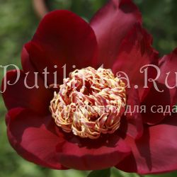 Пион Nippon Beauty (Paeonia Nippon Beauty (Auten, 1927, США))