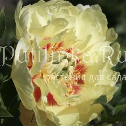 Пион Prairie Charm (Paeonia Prairie Charm(Hollingsworth, 1992, США))