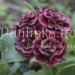 Примула ушковая Forest Rochet (Primula auricula Forest Rochet)