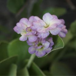 Примула ушковая Wenzi (Primula auricula Wenzi)