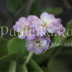 Примула ушковая Wenzi (Primula auricula Wenzi)