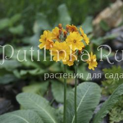 Примула Буллея (Primula bulleyana)