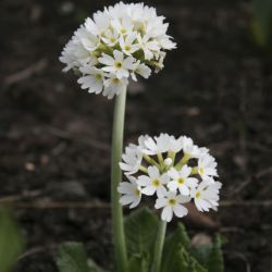 Примула мелкозубчатая Alba (Primula denticulata Alba)