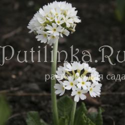 Примула мелкозубчатая Alba (Primula denticulata Alba)