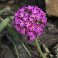 Примула мелкозубчатая Rubra (Primula denticulata Rubra)