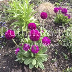 Примула мелкозубчатая Rubra (Primula denticulata Rubra)