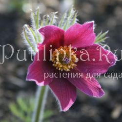 Прострел обыкновенный Red (Pulsatilla vulgaris Red)