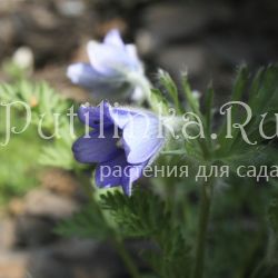 Прострел сомнительный (Pulsatilla ambiqua)