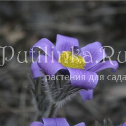 Прострел Турчанинова (Pulsatilla turczaninovii)