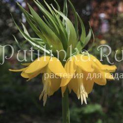 Рябчик желтый (Fritillaria lutea)