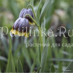 Рябчик Михайловского (Fritillaria michailovskyi)