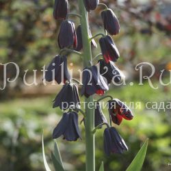 Рябчик персидский (Fritillaria persica)