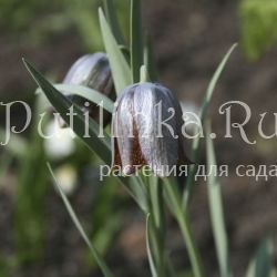 Рябчик уссурийский (Fritillaria ussuriensis)