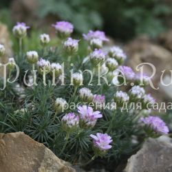 Армерия можжевелолистная New Zealand Form (Armeria juniperifolia New Zealand Form)