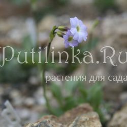 Примула оберточная (Primula involucrata)
