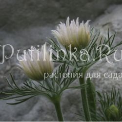 Прострел обыкновенный Papageno Alba (Pulsatilla vulgaris Papageno Alba)