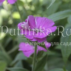 Лихнис юпитера (Lychnis flos-jovis nana Peggy)