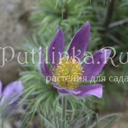 Прострел луговой (Pulsatilla pratensis)