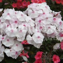 Флокс метельчатый Зимняя сказка (Егорова В)*