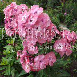 Флокс метельчатый Мариша (Егорова В)*