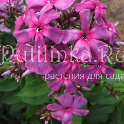 Флокс метельчатый Мистика (Егорова В)*