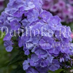 Флокс метельчатый Морская царевна (Егорова В)*