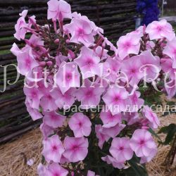Флокс метельчатый Розовый мрамор (Егорова В)*