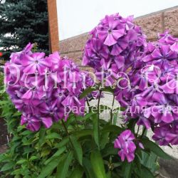 Флокс метельчатый Скоморох (Егорова В)*