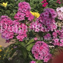 Флокс метельчатый Туманная магия (Егорова В)*