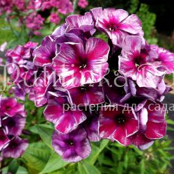 Флокс метельчатый Фараон (Егорова В)*