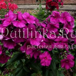 Флокс метельчатый Черный герцог (Егорова В)*