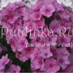 Флокс метельчатый Шатер султана (Егорова В)*