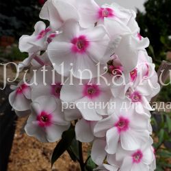 Флокс метельчатый Зимняя вишня (Егорова В.)