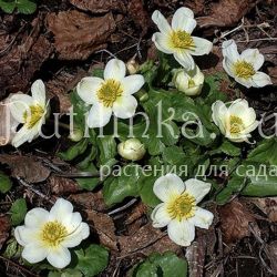 Калужница болотная  Himalayan Snow (Caltha palustris Himalayan Snow)*