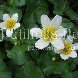 Калужница болотная Alba (Caltha palustris Alba)