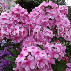 Флокс метельчатый Гигантелла (Егоровой В)