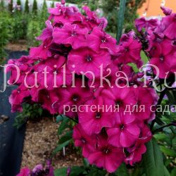 Флокс метельчатый Гитана (Егоровой В)