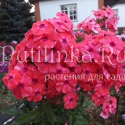 Флокс метельчатый Золотая антилопа (Егоровой В)