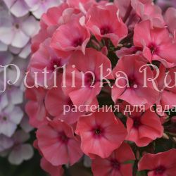 Флокс метельчатый Пастушка (Егоровой В)